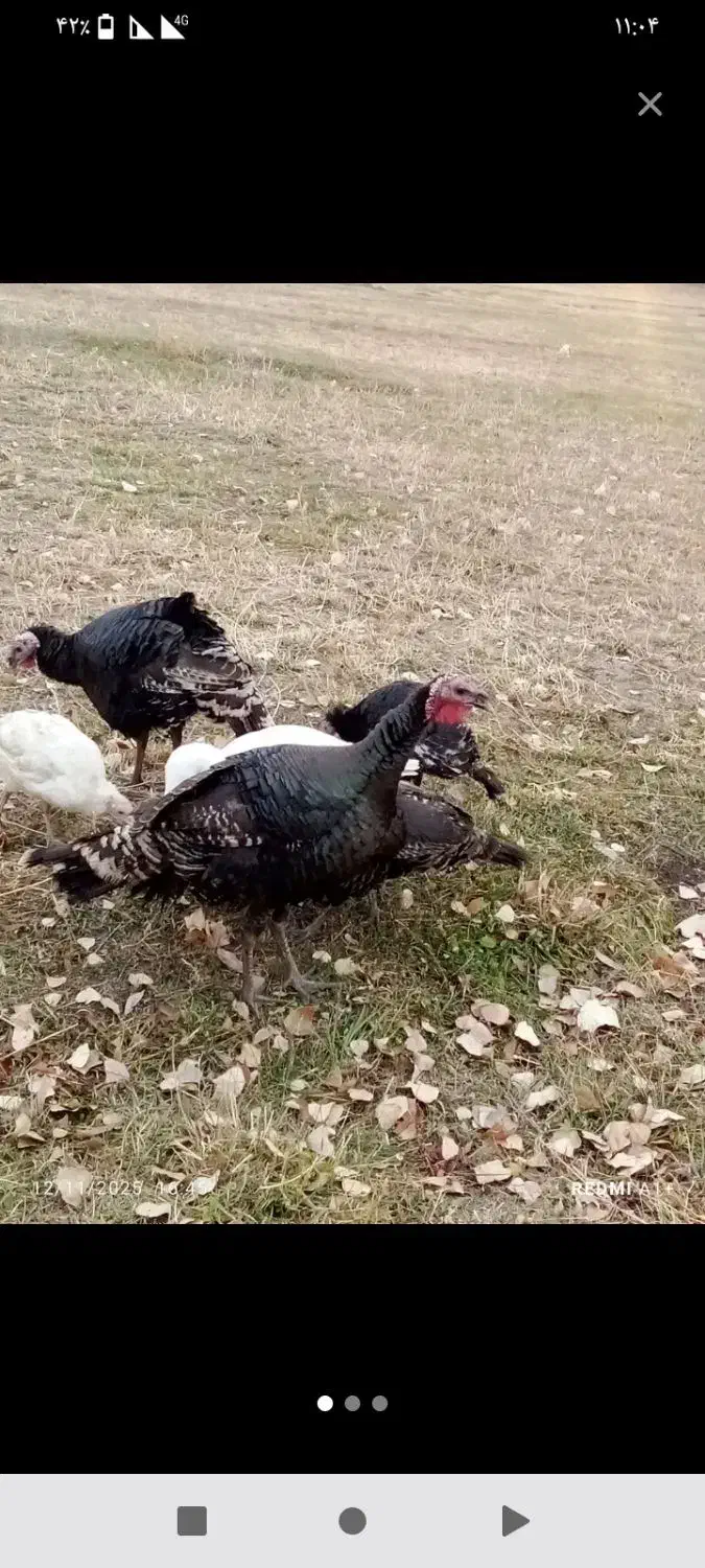 برای‌چله.بوگلمو|حیوانات مزرعه|ماکو, |دیوار