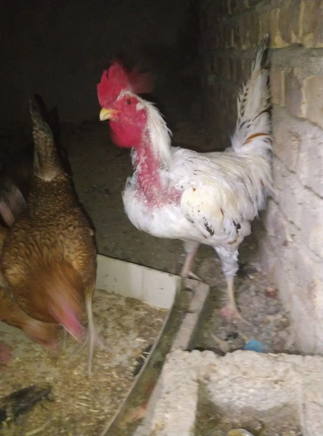 مرغ و خروس|حیوانات مزرعه|نیمروز, |دیوار