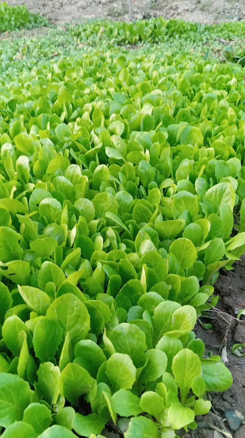 نهال کاهو|گل و گیاه طبیعی|سرخنکلاته, |دیوار