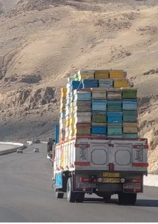 زنبور عسل|حیوانات مزرعه|اراک, |دیوار