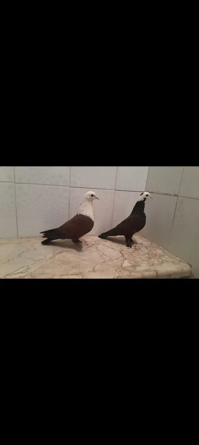 کربلایی|پرنده|بجنورد, |دیوار