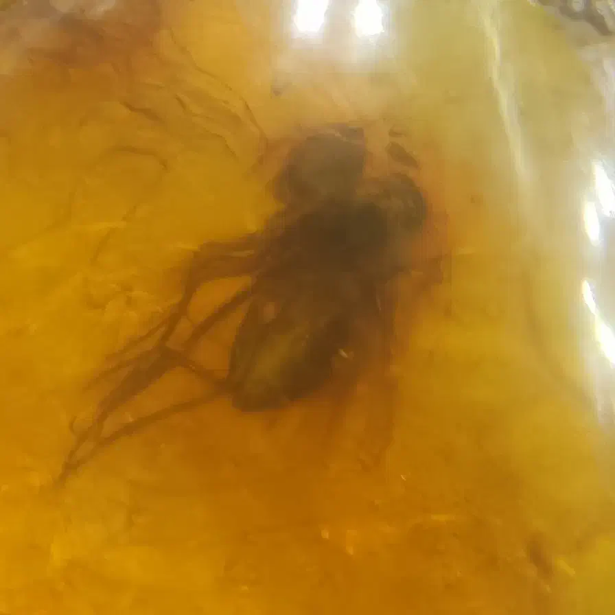 عتیقه کهربا با فسیل جانوران ماقبل تاریخ|کلکسیون اشیاء عتیقه|بوکان, |دیوار