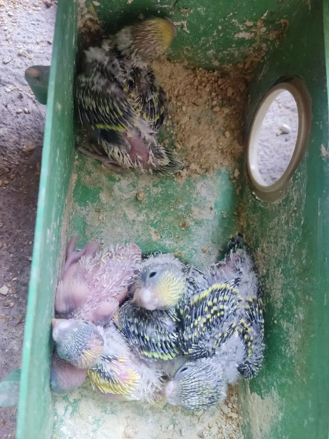 مرغ عشق|پرنده|تبریز, |دیوار