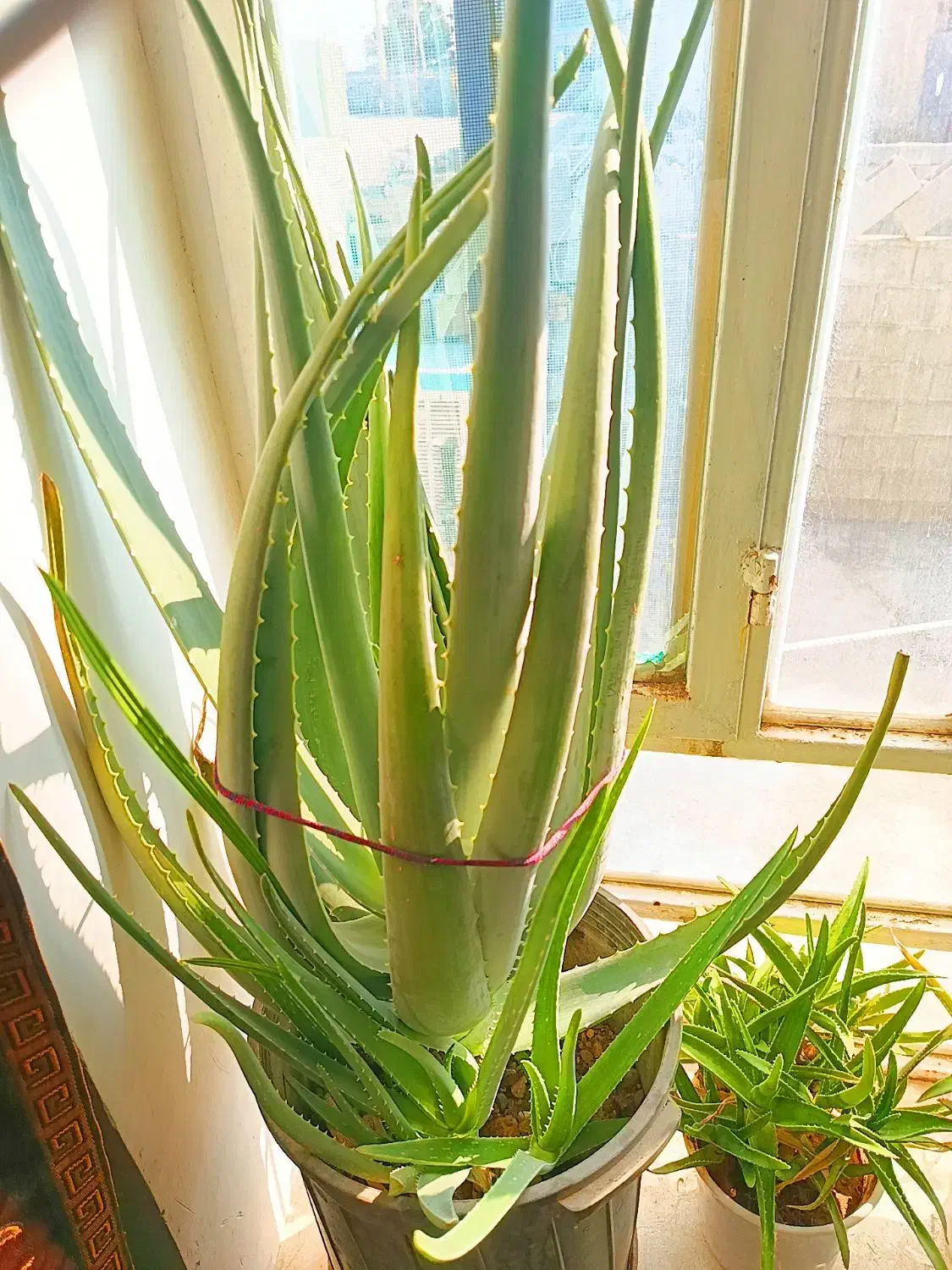 گل وگیاه|گل و گیاه طبیعی|یاسوج, |دیوار