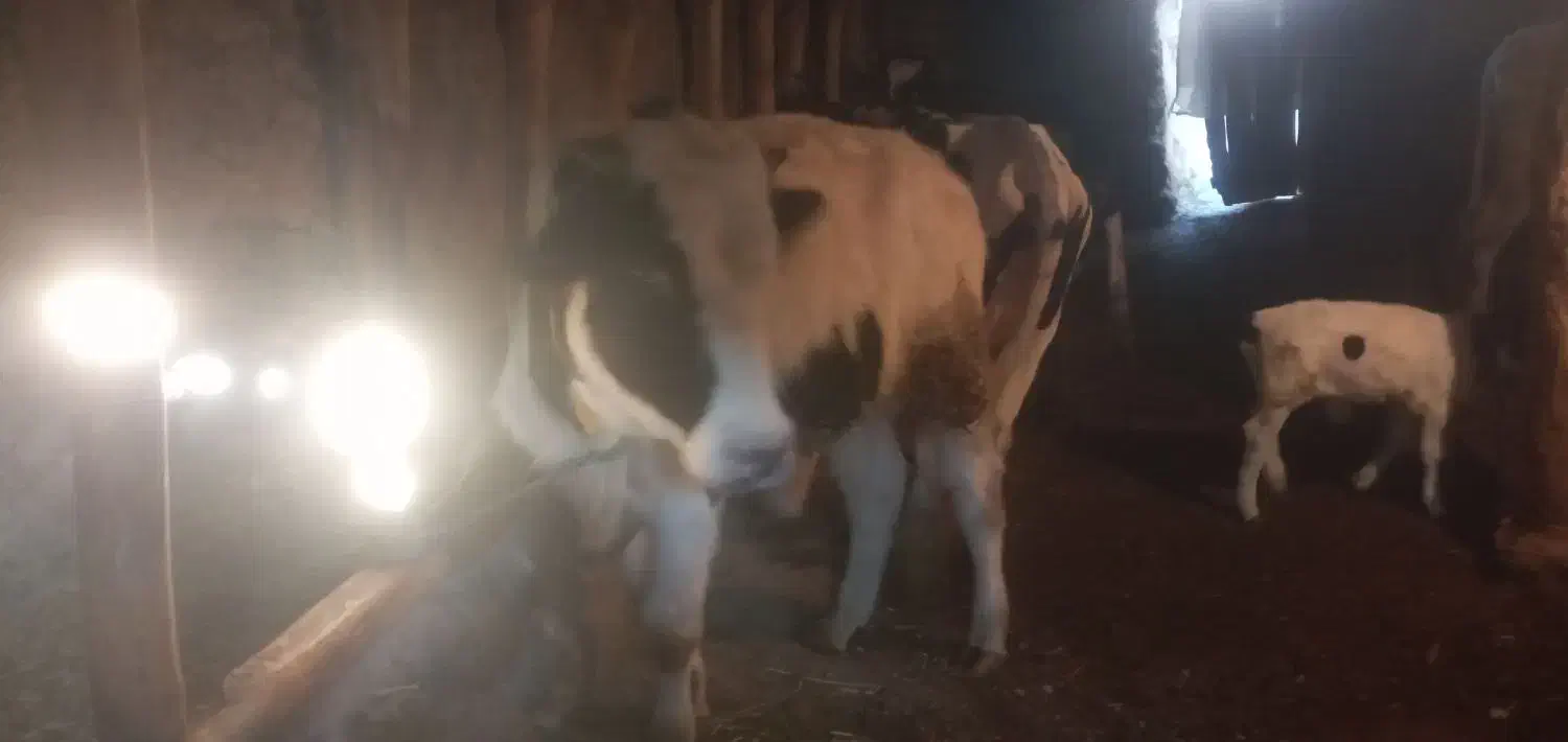 گاو نر|حیوانات مزرعه|مشگین شهر, |دیوار