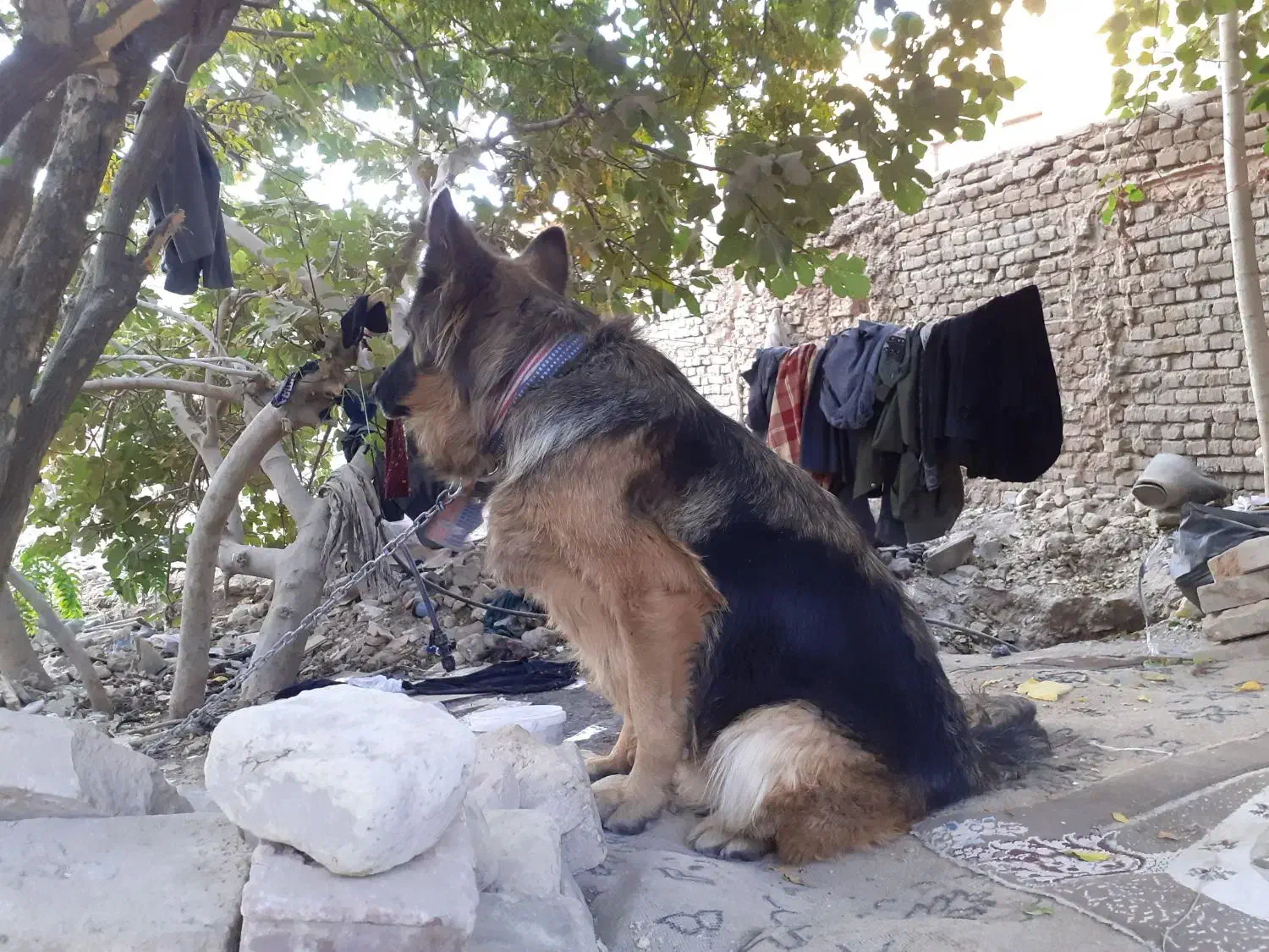 واگذاری سگ ژرمن اصلی واکسن زده|سگ|سبزوار, قاضی زاد|دیوار