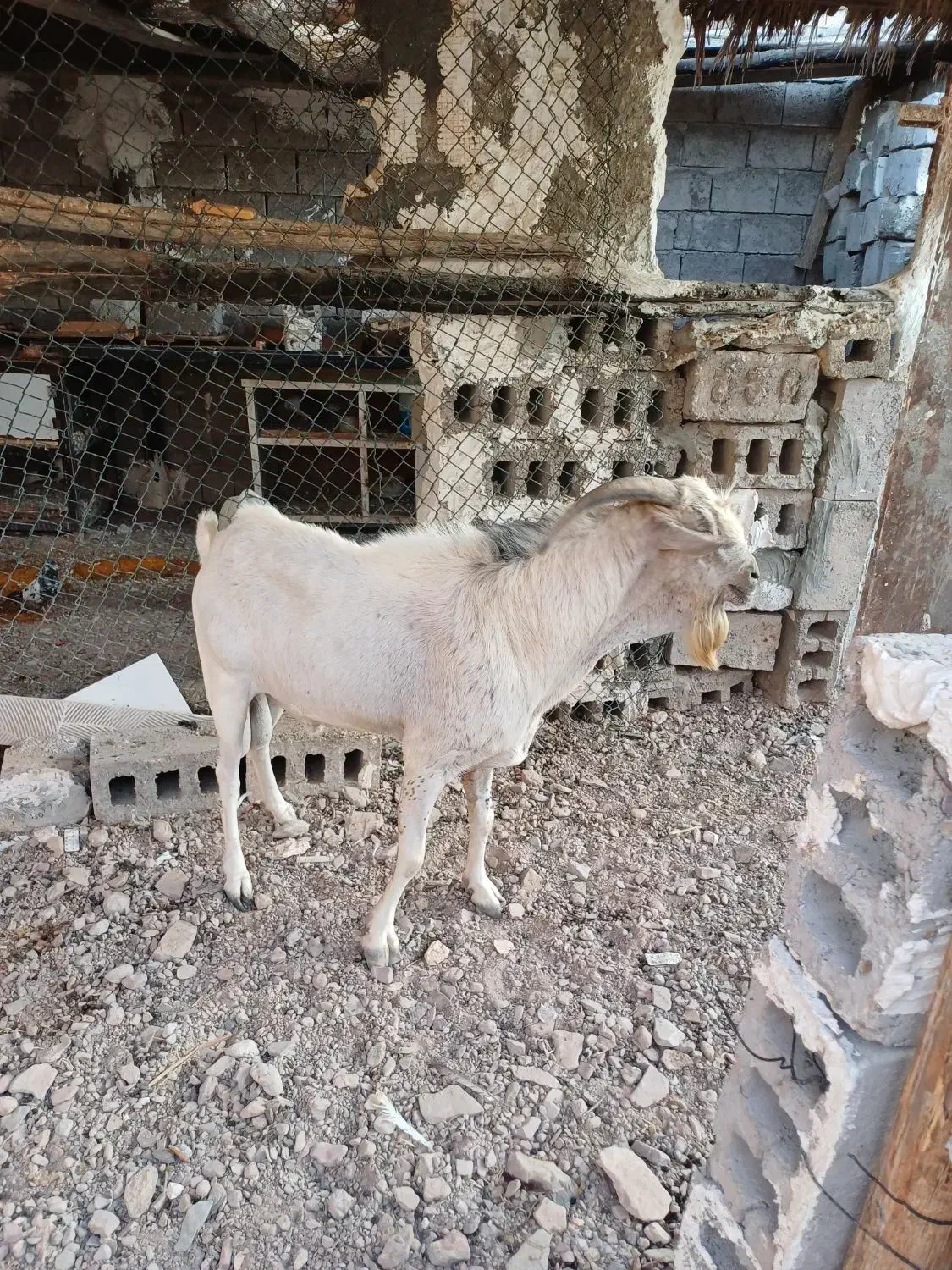 سلام فروش نر|حیوانات مزرعه|بندرعباس, |دیوار