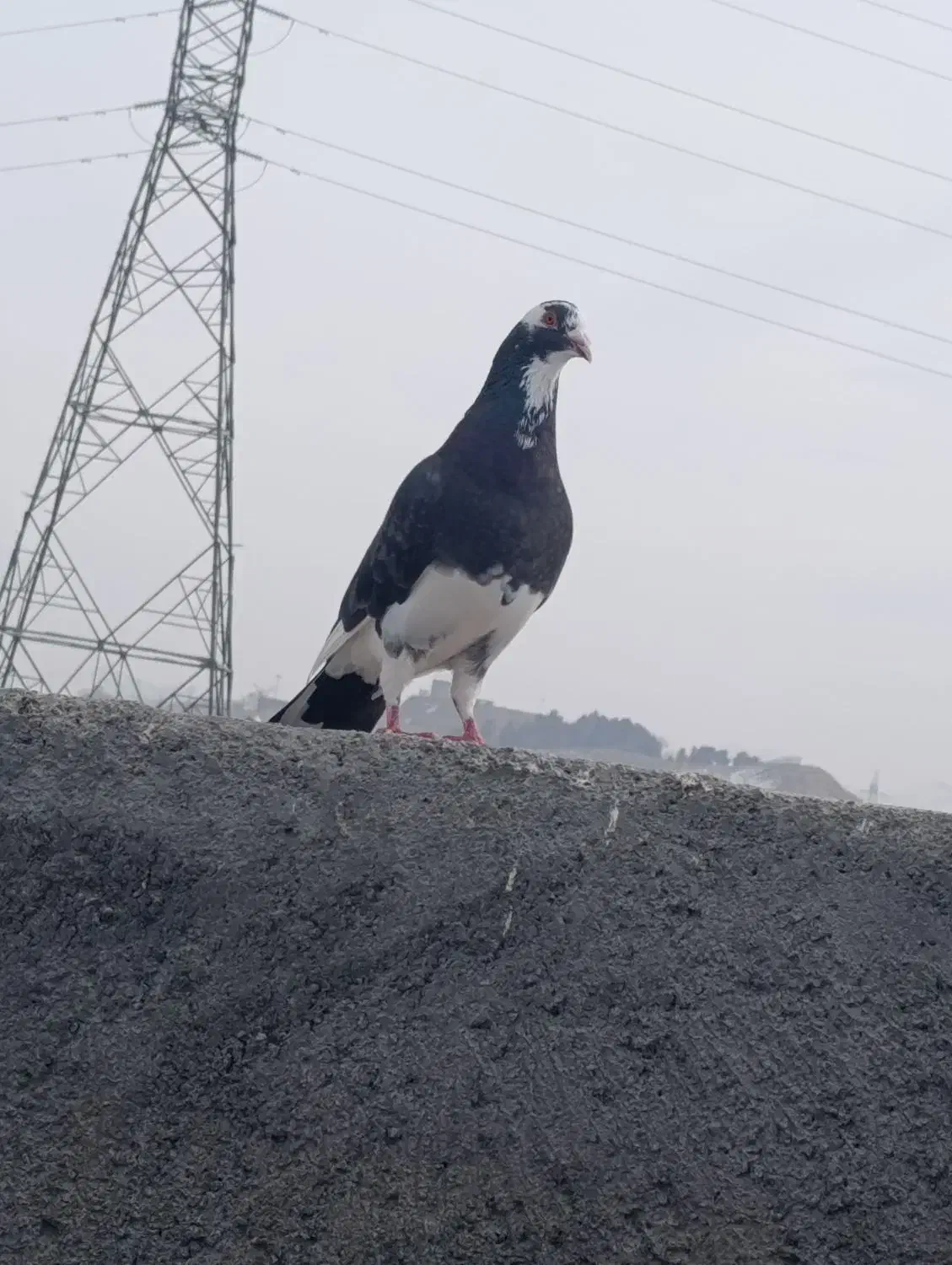 کبوتر سار کلجه ساده|پرنده|بجنورد, |دیوار