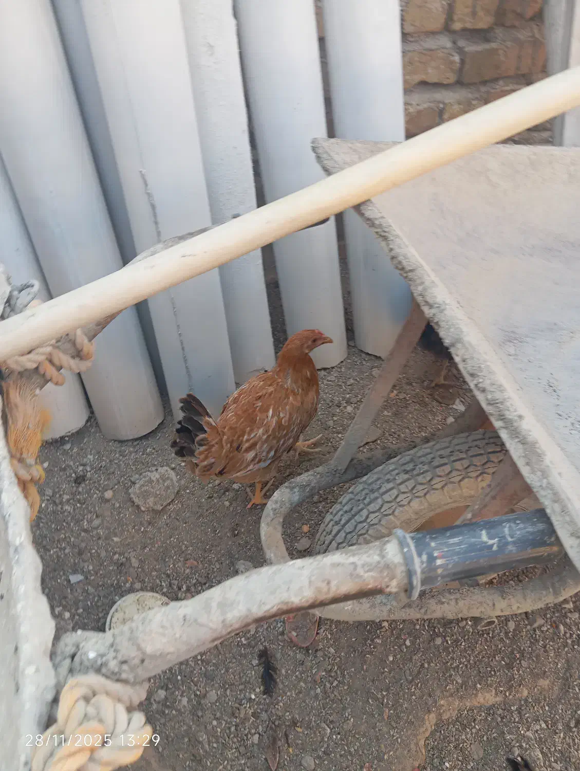 نوچه مرغ و خروس پنج ماه|حیوانات مزرعه|کهک, |دیوار