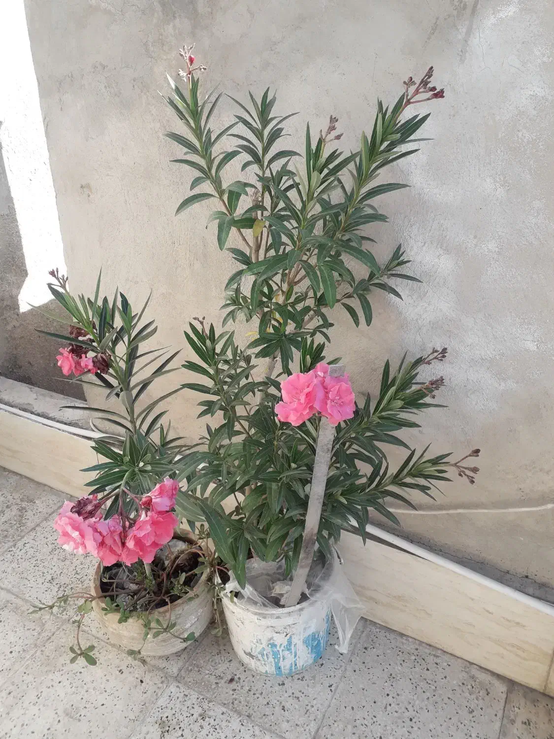 گیاه خرزهره|گل و گیاه طبیعی|مشهد, آزادشهر|دیوار