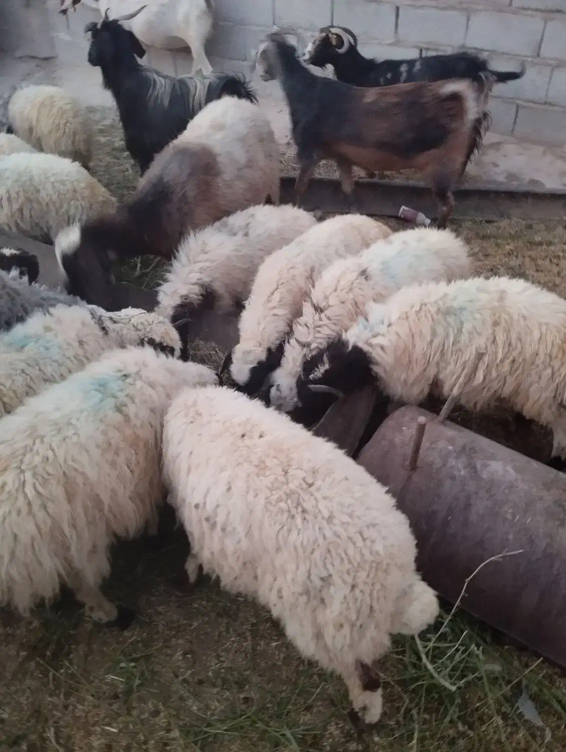 بره سبک|حیوانات مزرعه|کاشان, راوند|دیوار