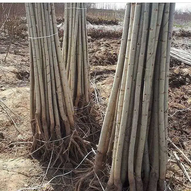 ارائه انواع نهال صنوبر ونهال میوه|خدمات باغبانی و درختکاری|نورآباد ممسنی, |دیوار