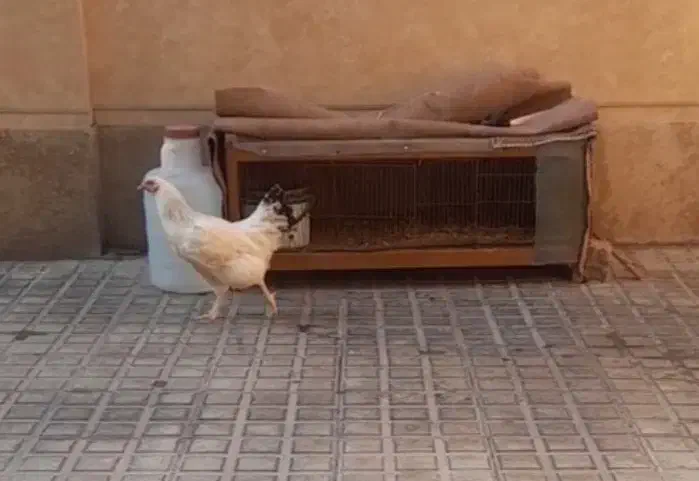 قفس|لوازم جانبی حیوانات|نظرآباد, رسالت|دیوار