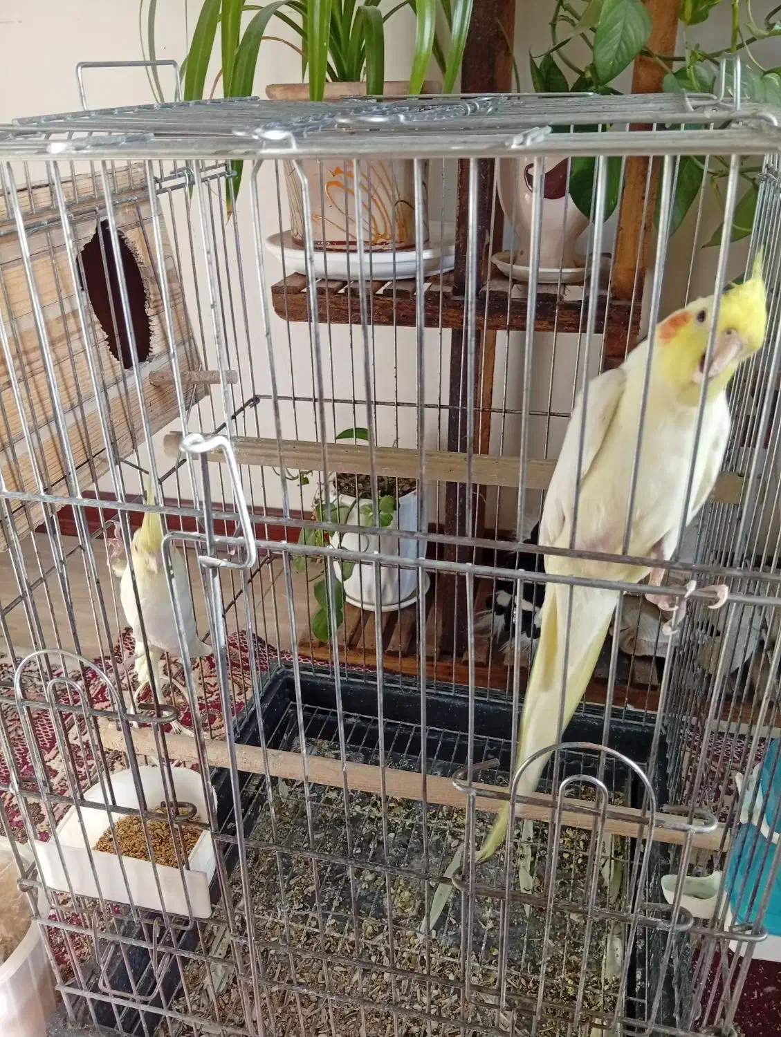 فروش ۲ جفت عروس هلندی|پرنده|فردیس, شهرک هفده شهریور|دیوار