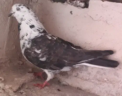 ماده سوسکی|پرنده|اردبیل, |دیوار