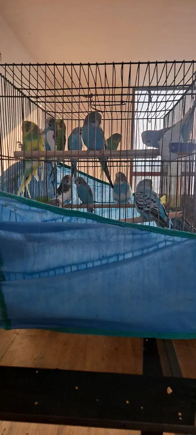 فروش مرغ عشق ماده|پرنده|املش, |دیوار