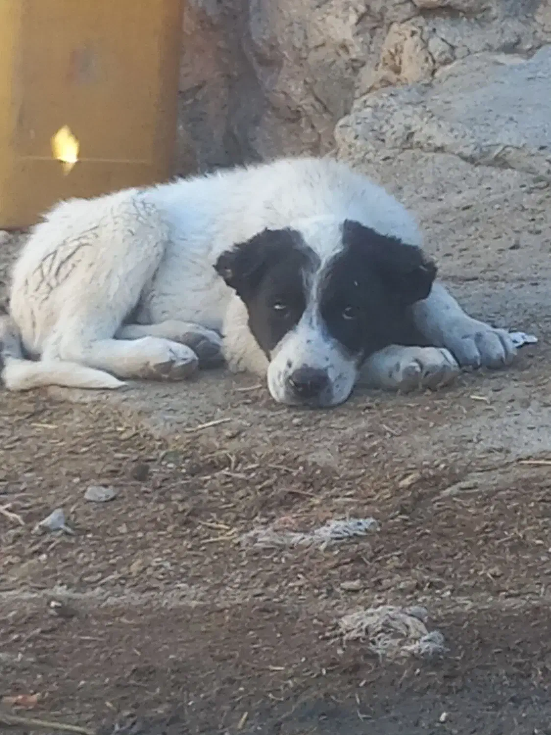 توله سک|سگ|کوهرنگ, |دیوار