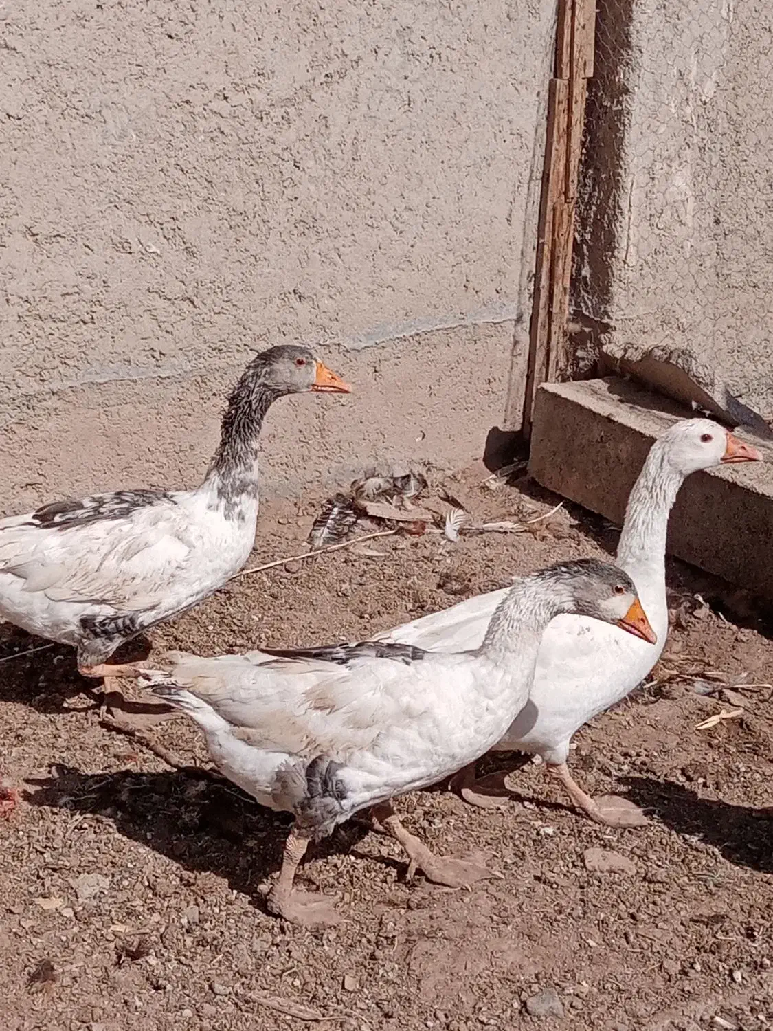 غازنروماده|حیوانات مزرعه|قزوین, |دیوار