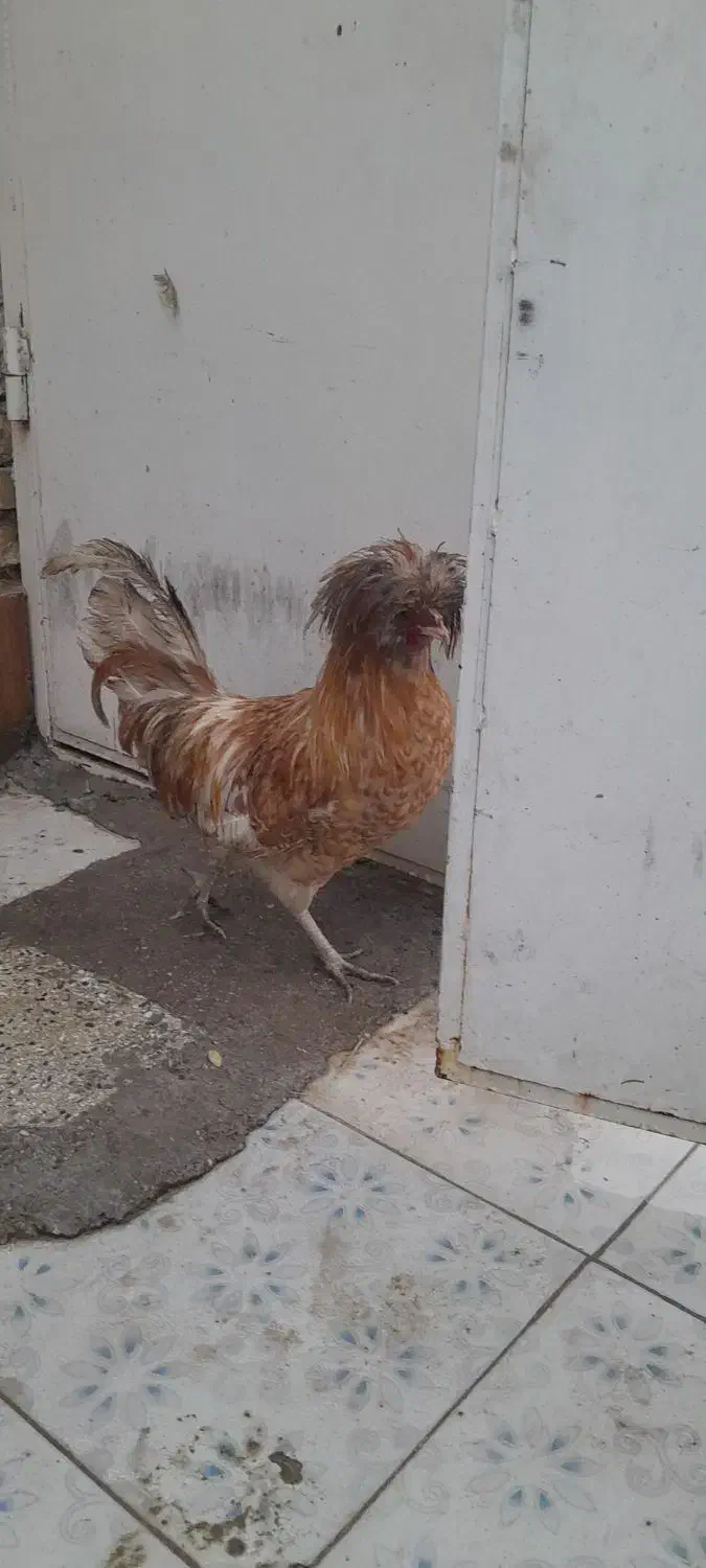 خروس...|حیوانات مزرعه|بندر ماهشهر, |دیوار