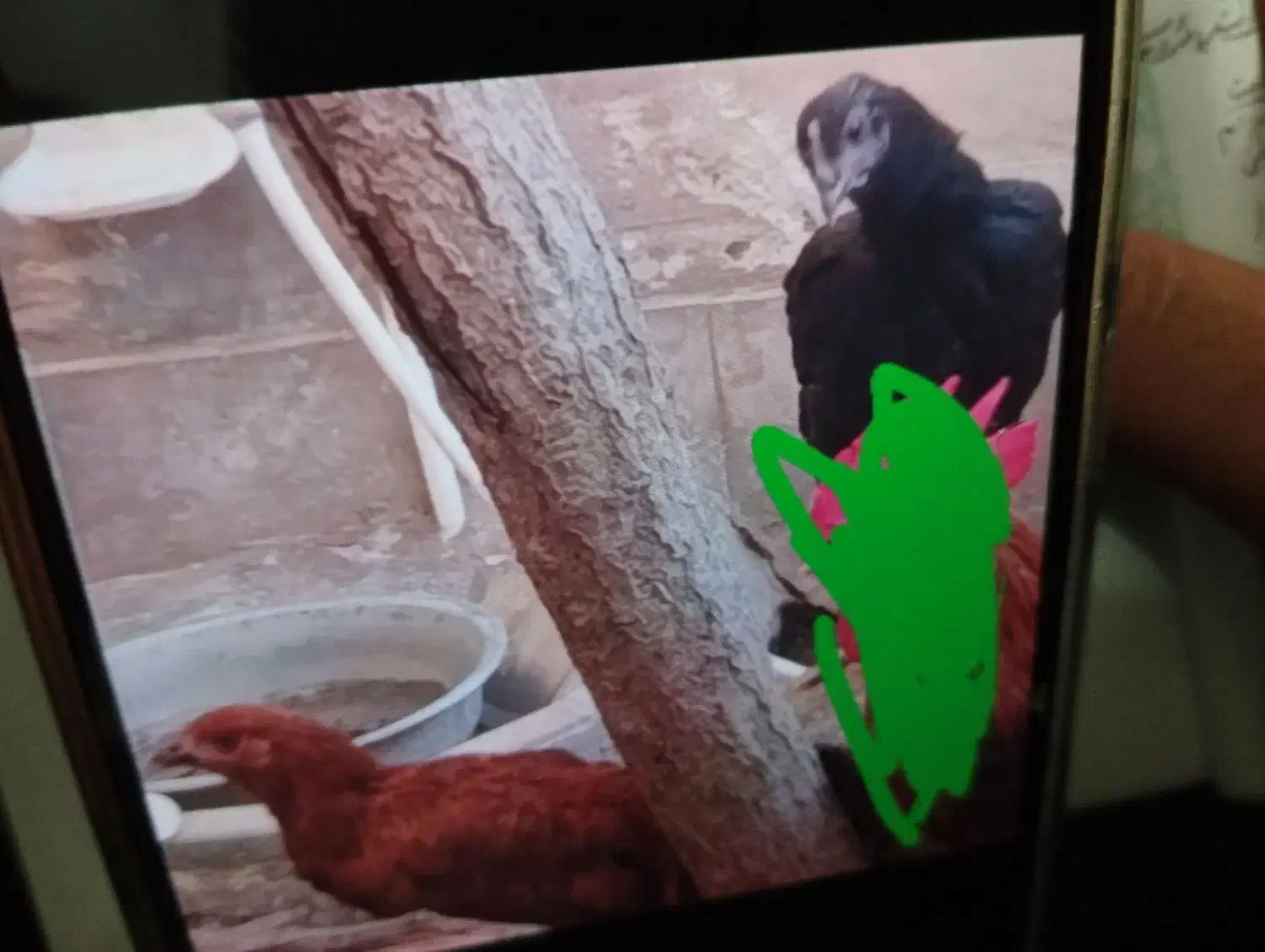 مرغ|حیوانات مزرعه|بیرجند, |دیوار