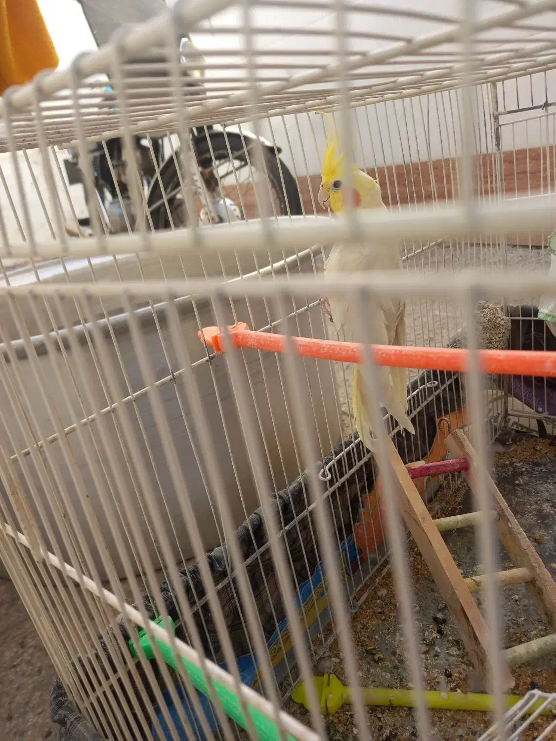 عروس هلندی جفت تخمگذار|پرنده|تربت جام, شهرک معلم|دیوار