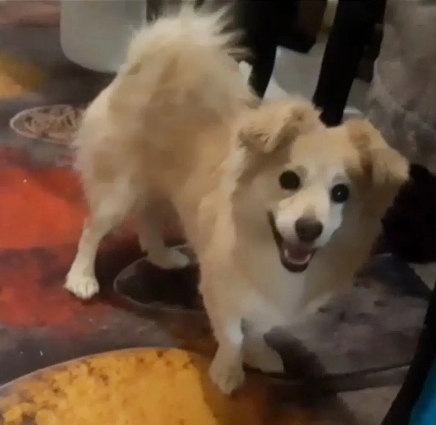 سگ گمشده|حیوانات|گلپایگان, |دیوار