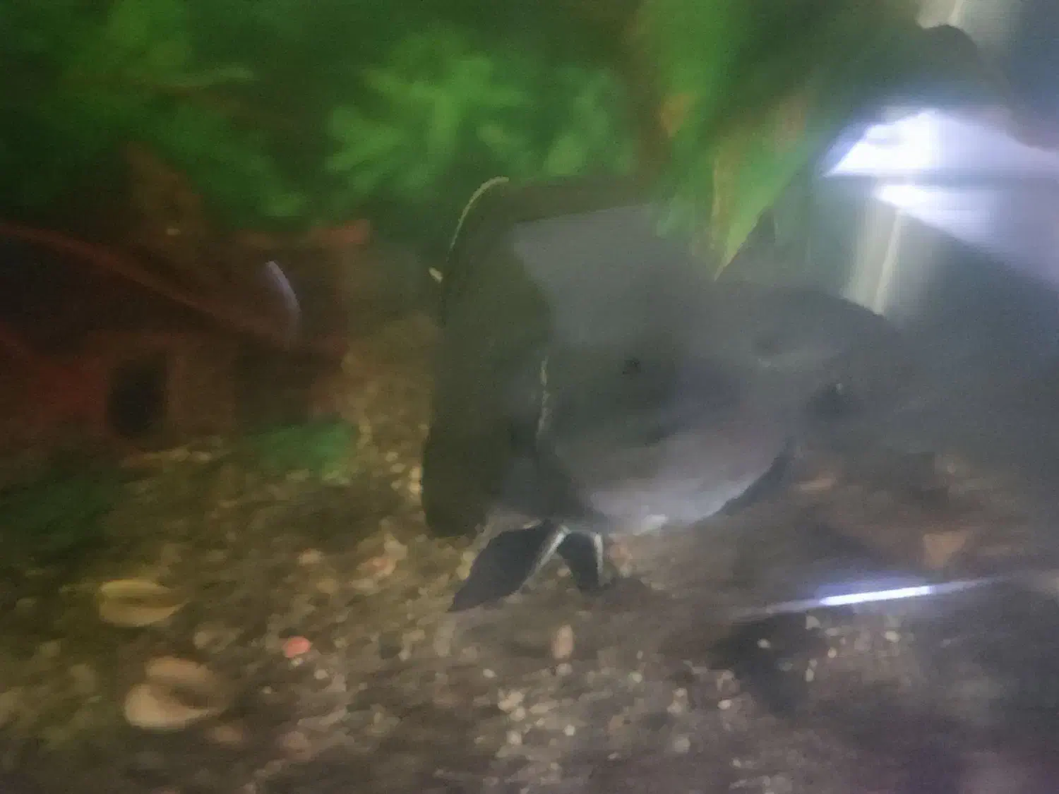 ماهی اسکار|ماهی|مشهد, مقدم|دیوار