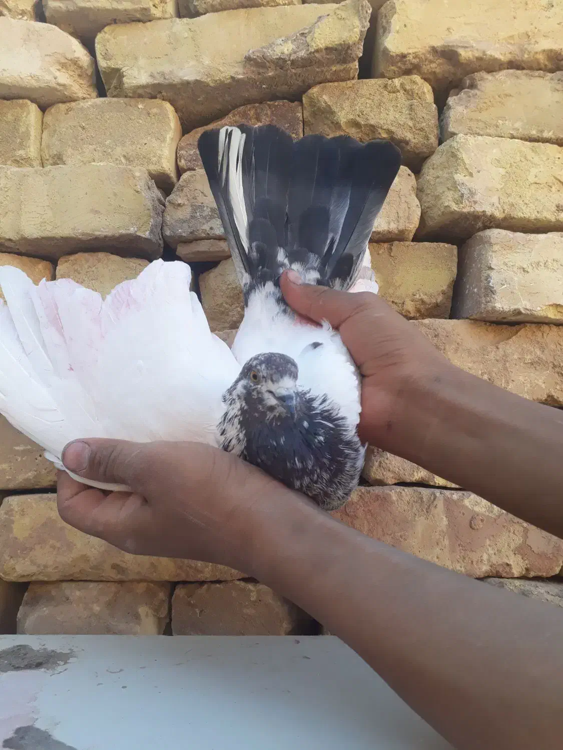 فروش دو عدد کبوتر پرشی ضمانتی|پرنده|اردکان, |دیوار