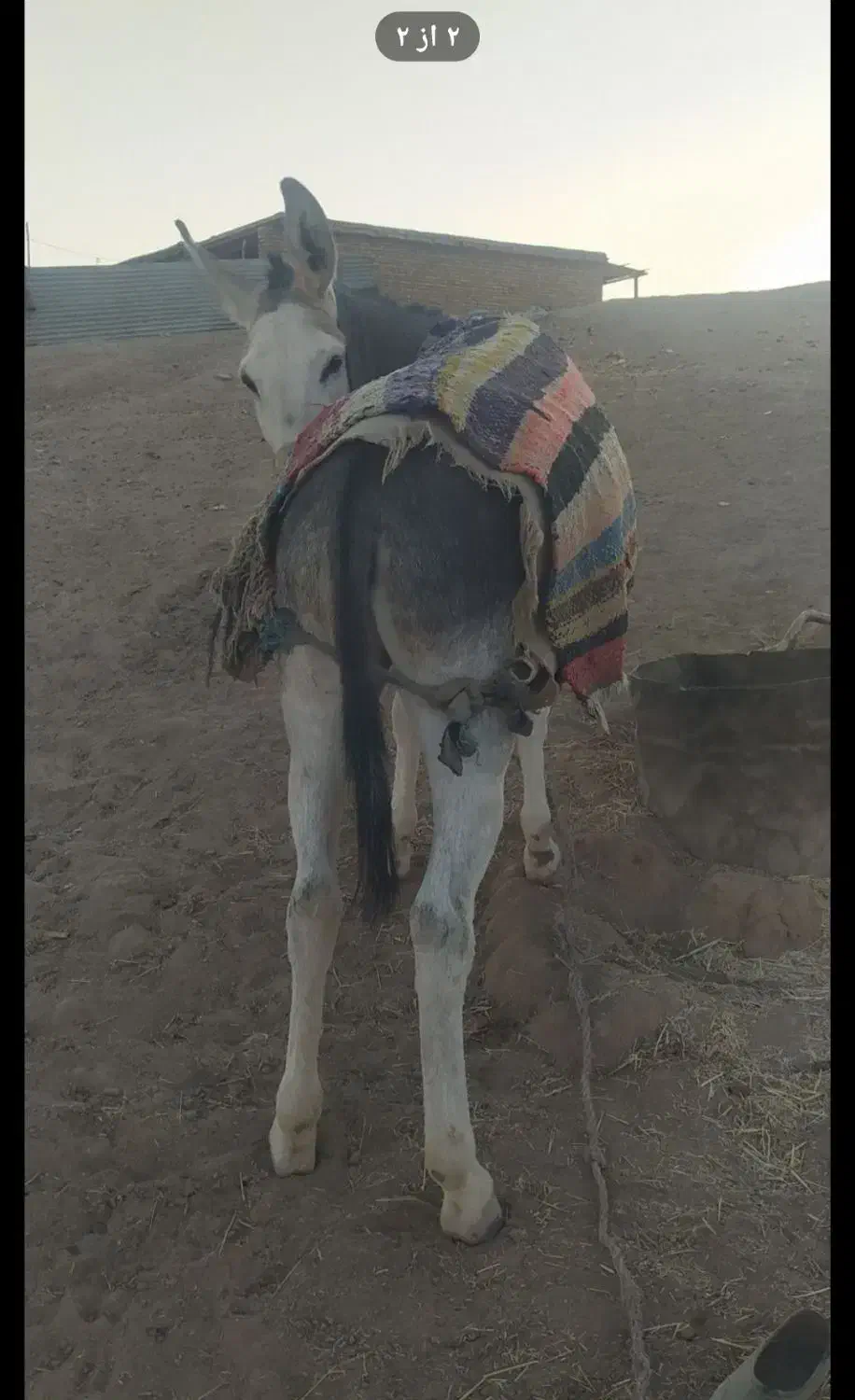 الاغ نر|حیوانات مزرعه|الشتر, |دیوار