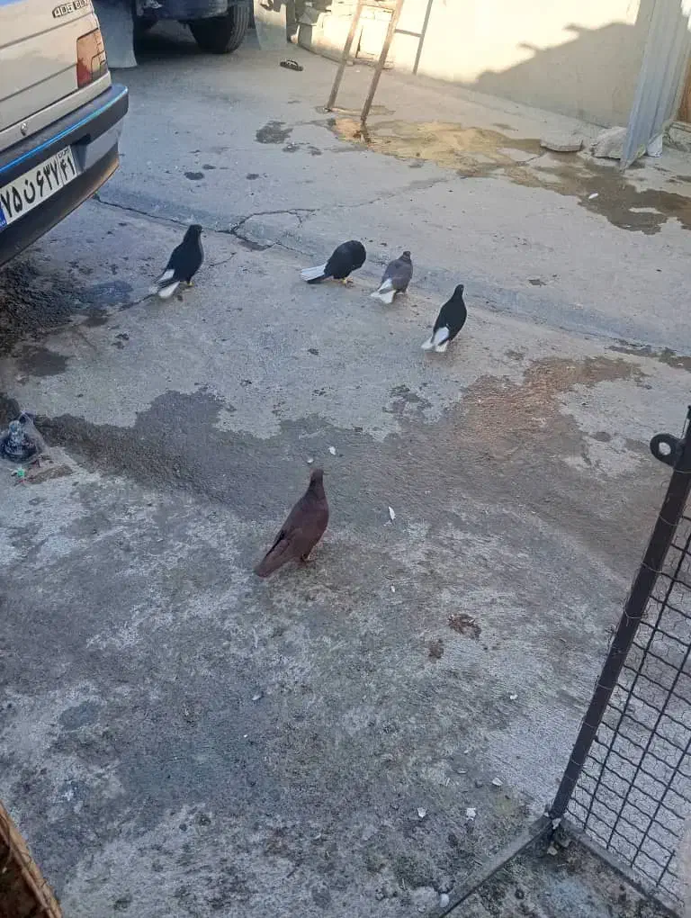 قشنگ|پرنده|بروجرد, |دیوار