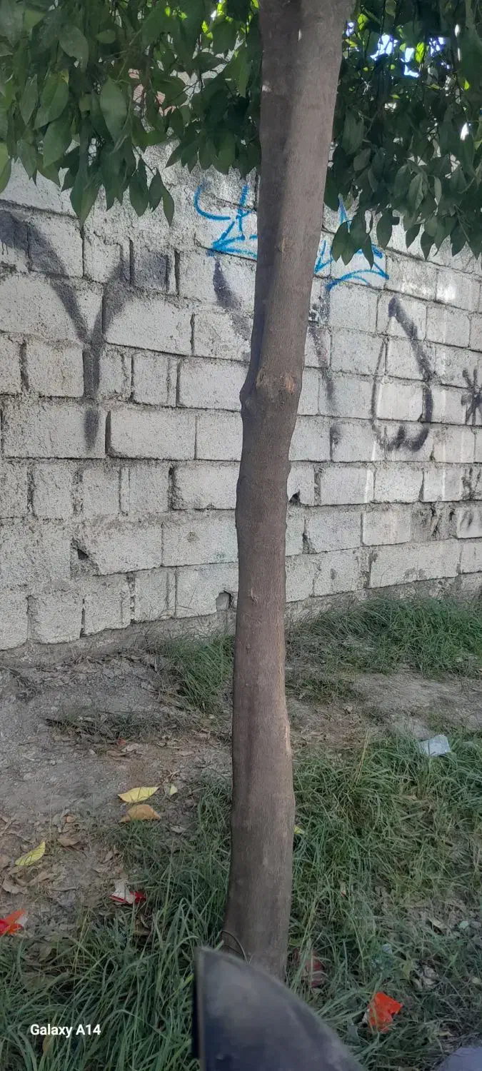 خریدار چوب و هیزم و ریشه درختان|خدمات باغبانی و درختکاری|آکند, |دیوار