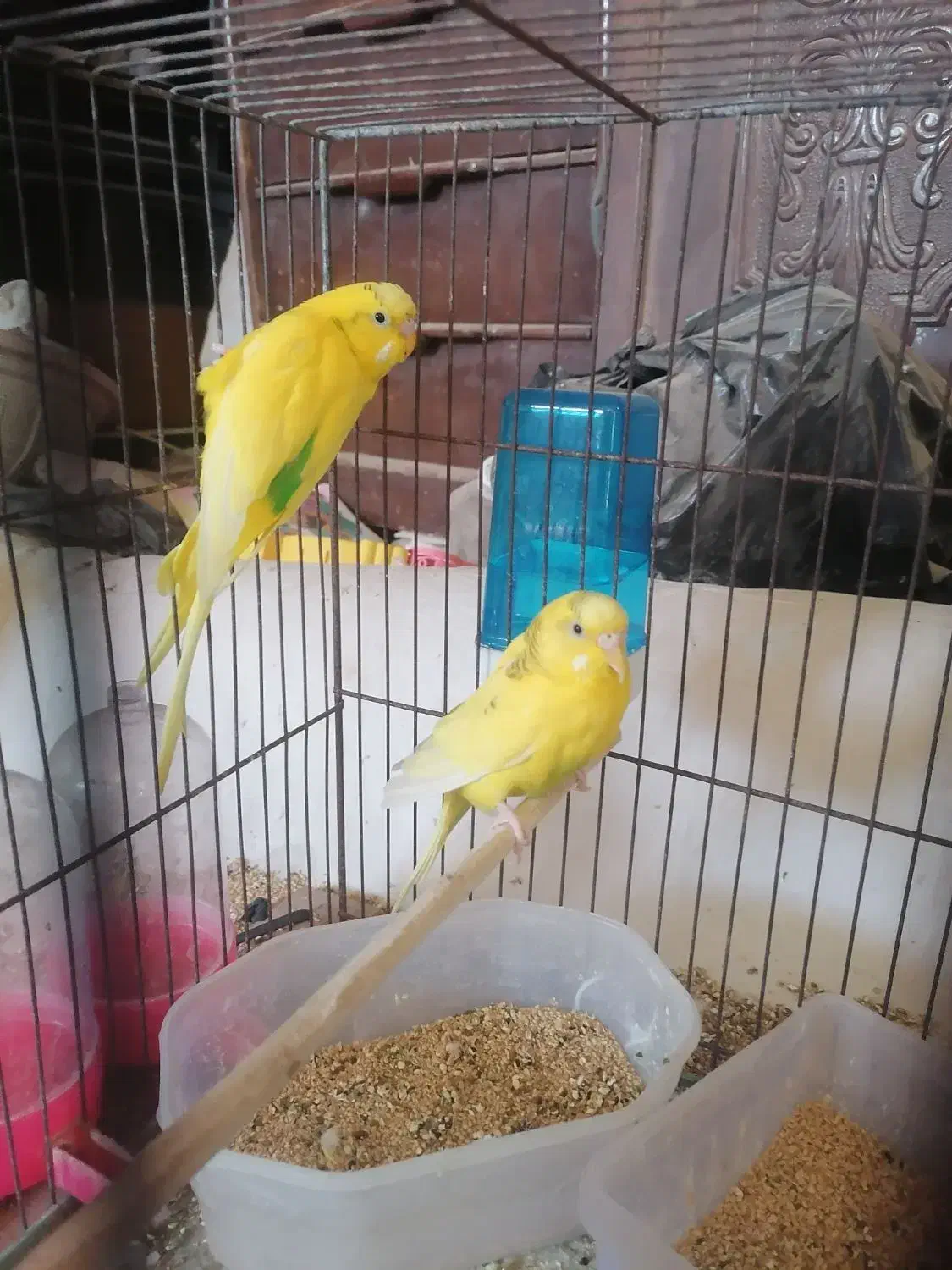 جفت مرغ عشق|پرنده|قم, چهل اختران|دیوار