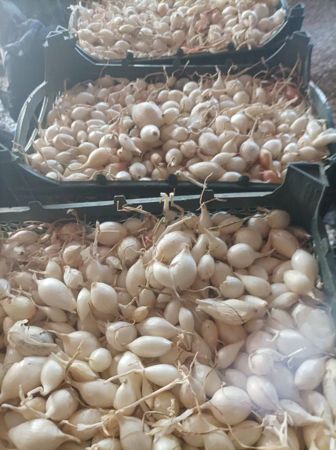 پیاز غده ای|عمدهفروشی|جیرفت, |دیوار