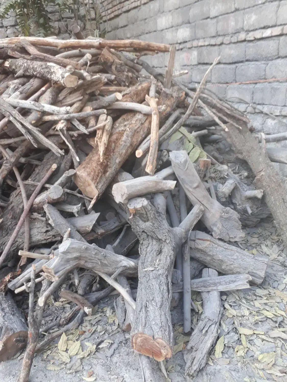 خرید چوب و هرس درختان|خدمات باغبانی و درختکاری|بومهن, |دیوار