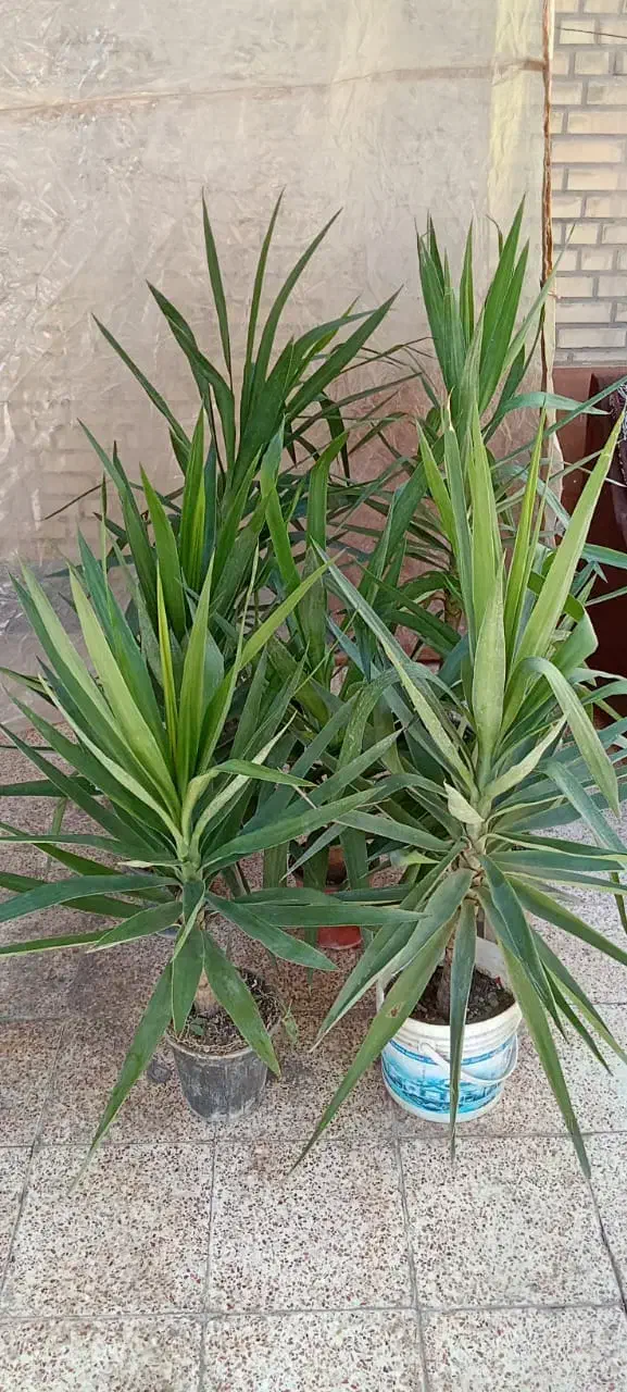 بار جدیدگیاه گلکده هلما گلی رسید|گل و گیاه طبیعی|رامهرمز, |دیوار