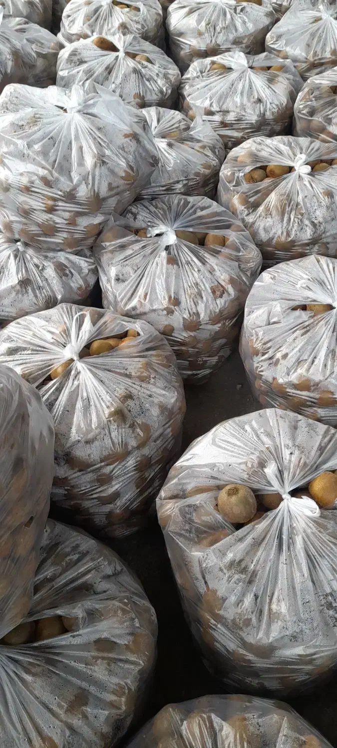 سلام ۳ تن بار کنده دیروز کنده شده ریز و سوخته|خوردنی و آشامیدنی|اسالم, |دیوار