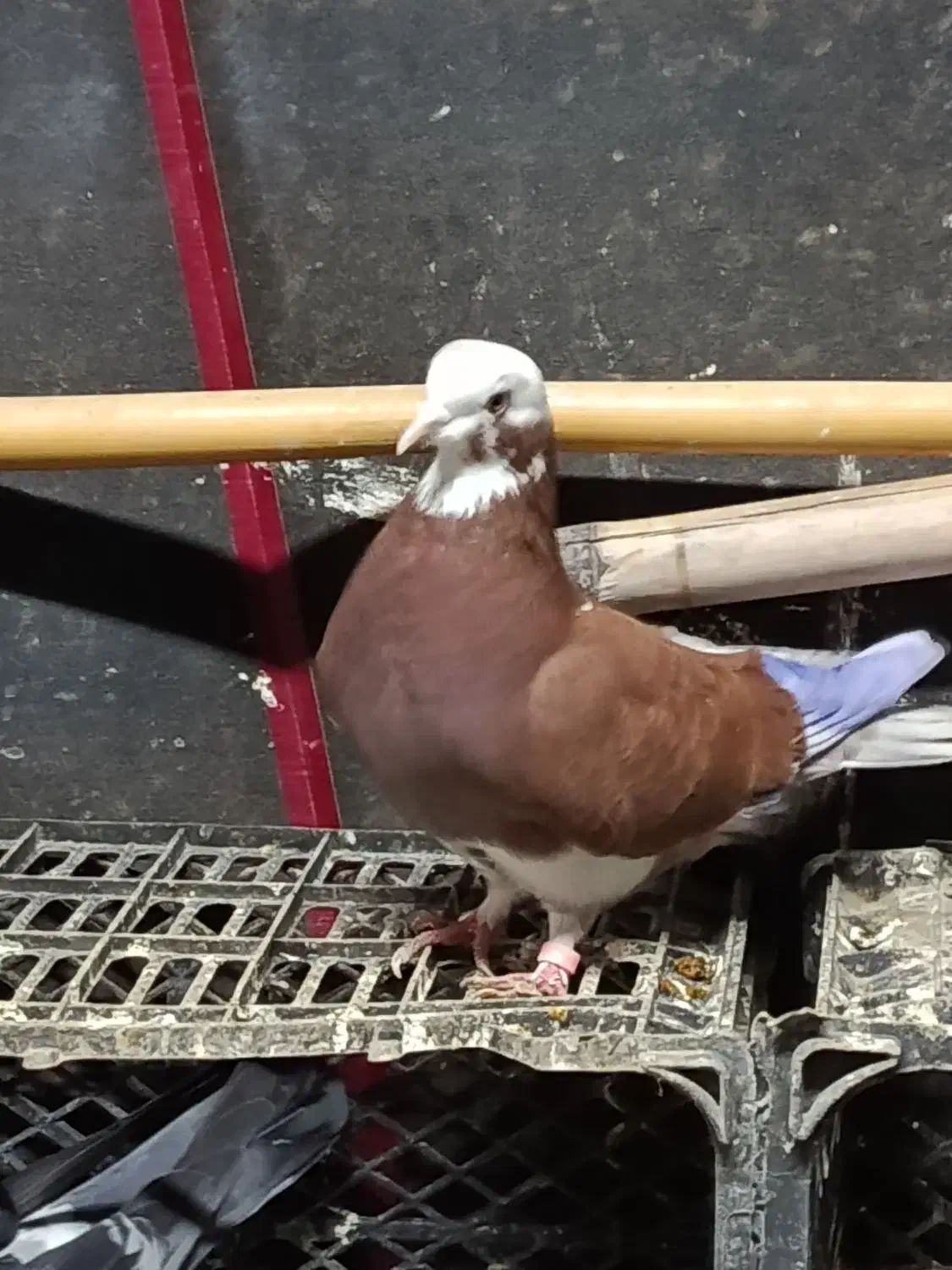 کبوتر پرشی تضمین|پرنده|فاضل آباد, |دیوار