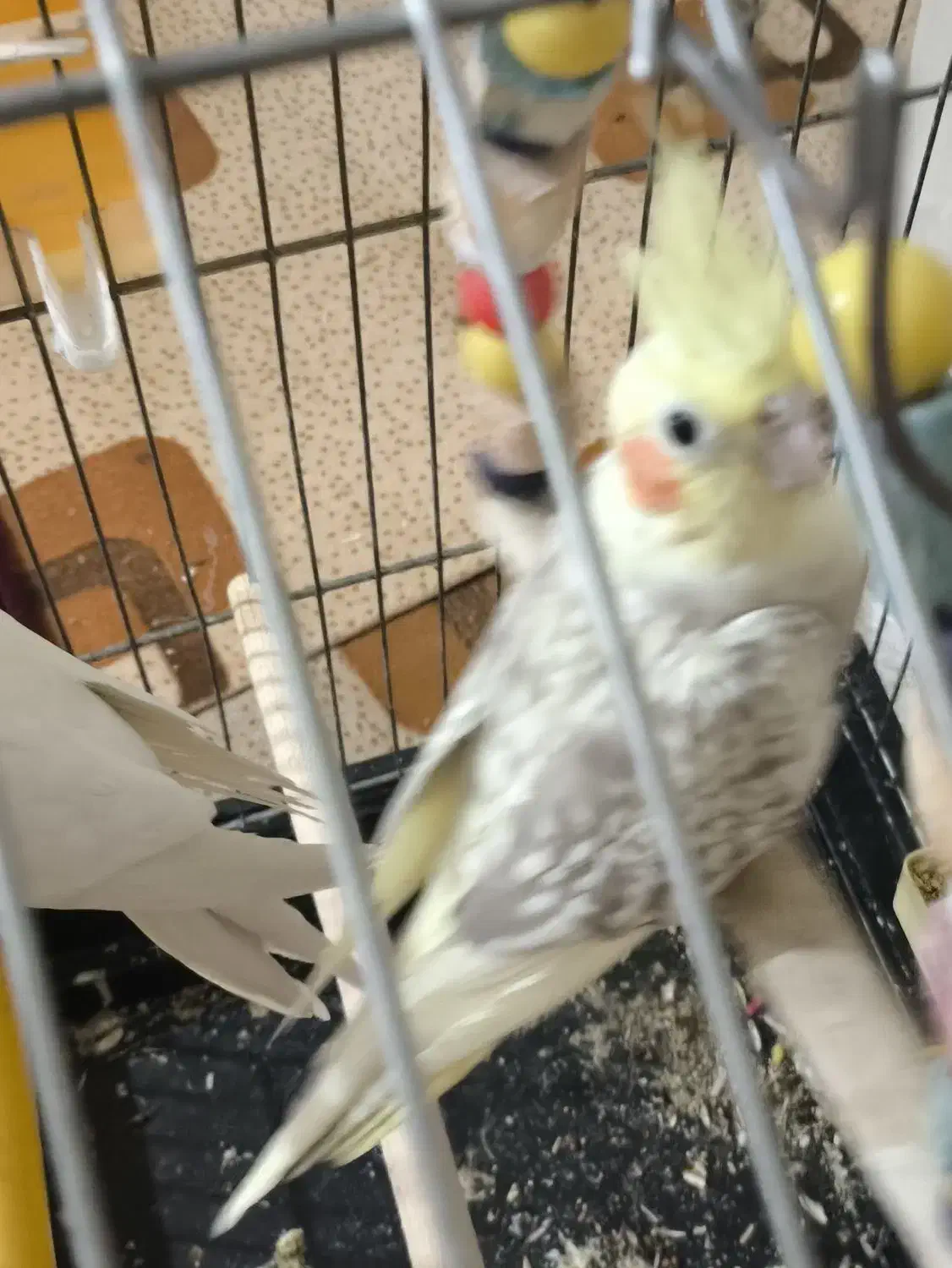 عروس هلندی مولد|پرنده|شهریار, اسد‌آباد|دیوار