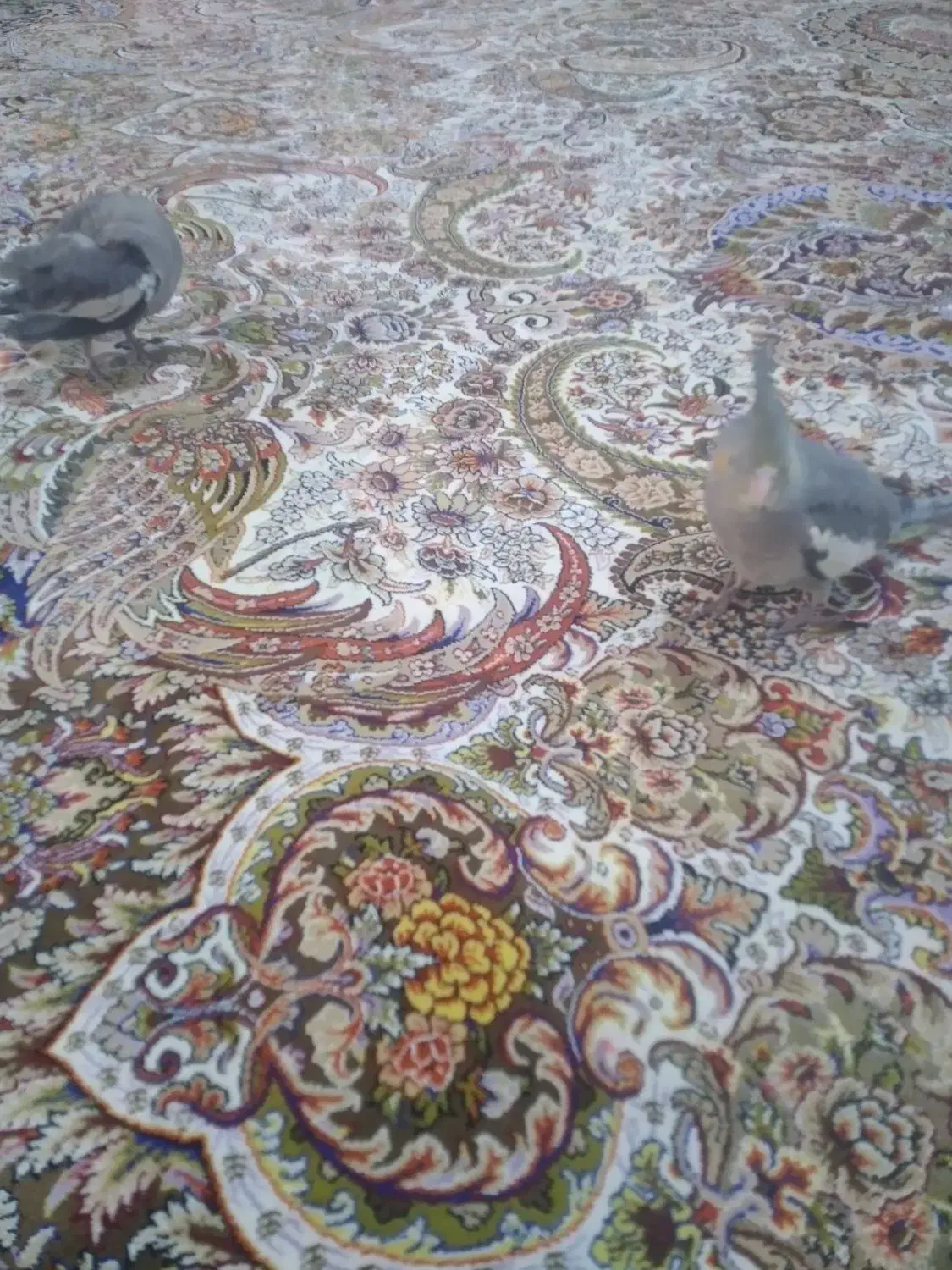 پرنده|پرنده|قم, اسمعیل آباد|دیوار