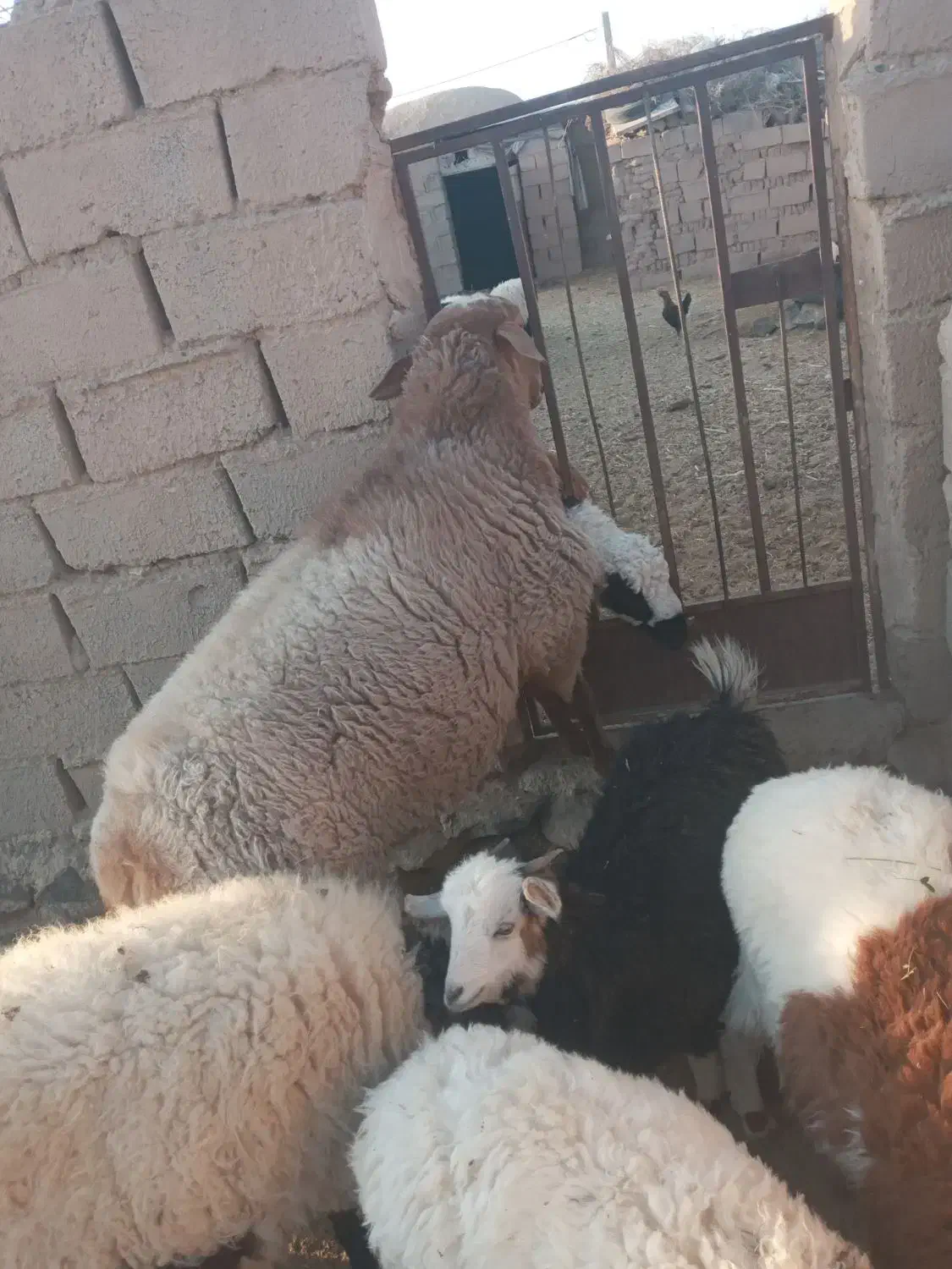 قوچ چاق فروشی|حیوانات مزرعه|گزیک, |دیوار