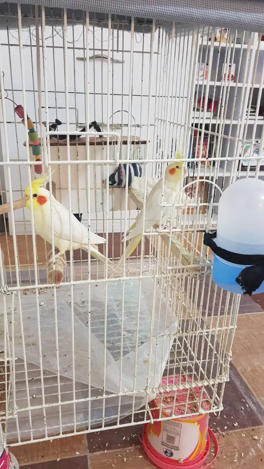 یک جفت طوطی عروس هلندی سخنگو بندر دیّر|پرنده|بندر کنگان, |دیوار