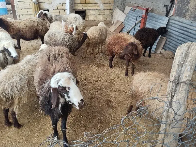 میش و بره|حیوانات مزرعه|فیروزآباد (لرستان), |دیوار