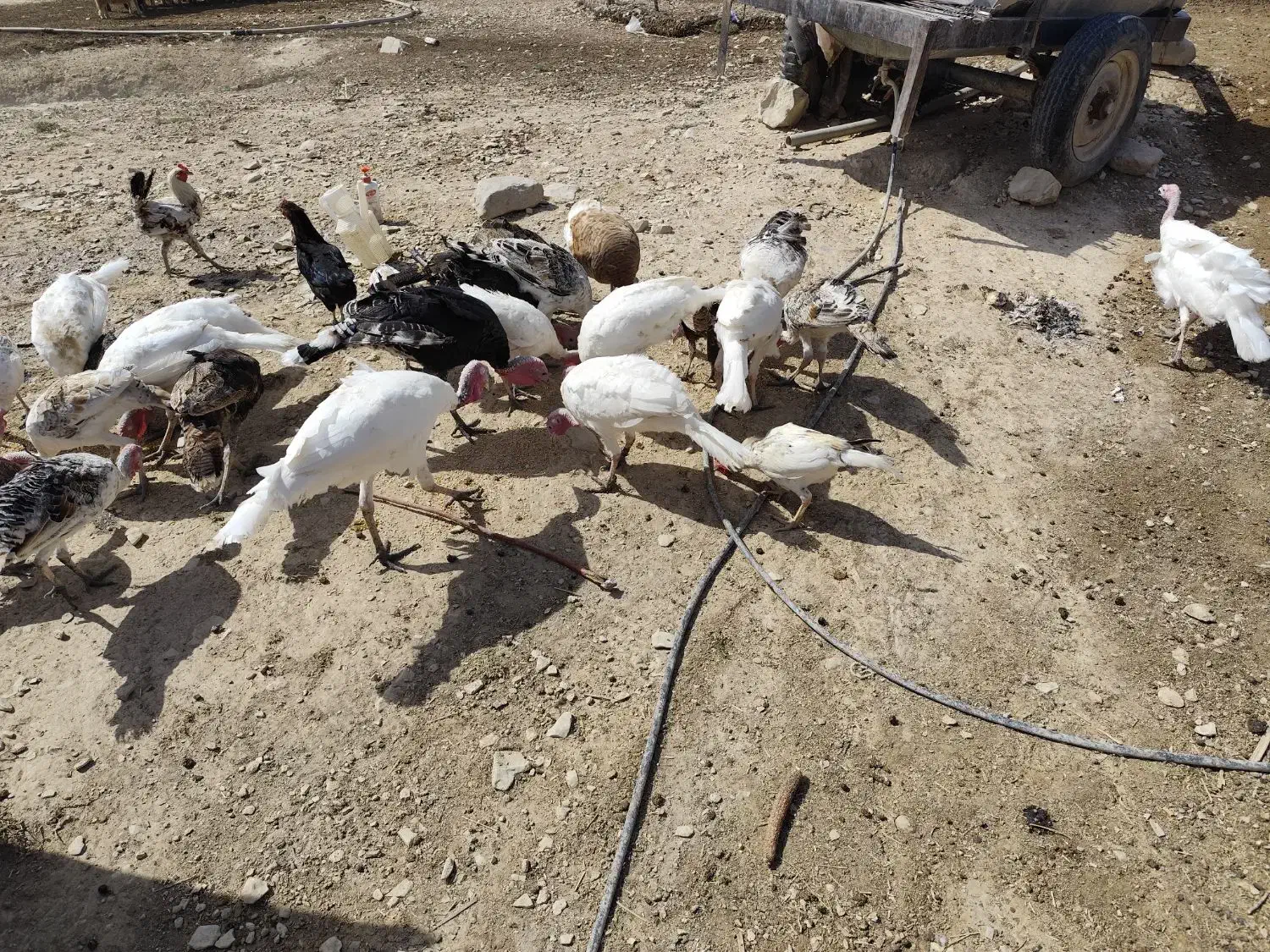 فروش بوقلمون محلی|حیوانات مزرعه|گیلان غرب, |دیوار