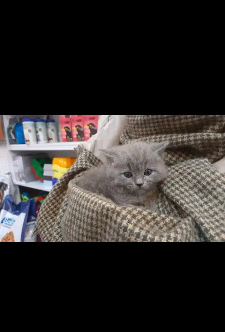 گربه اسکاتیش فولد|گربه|کرمان, |دیوار