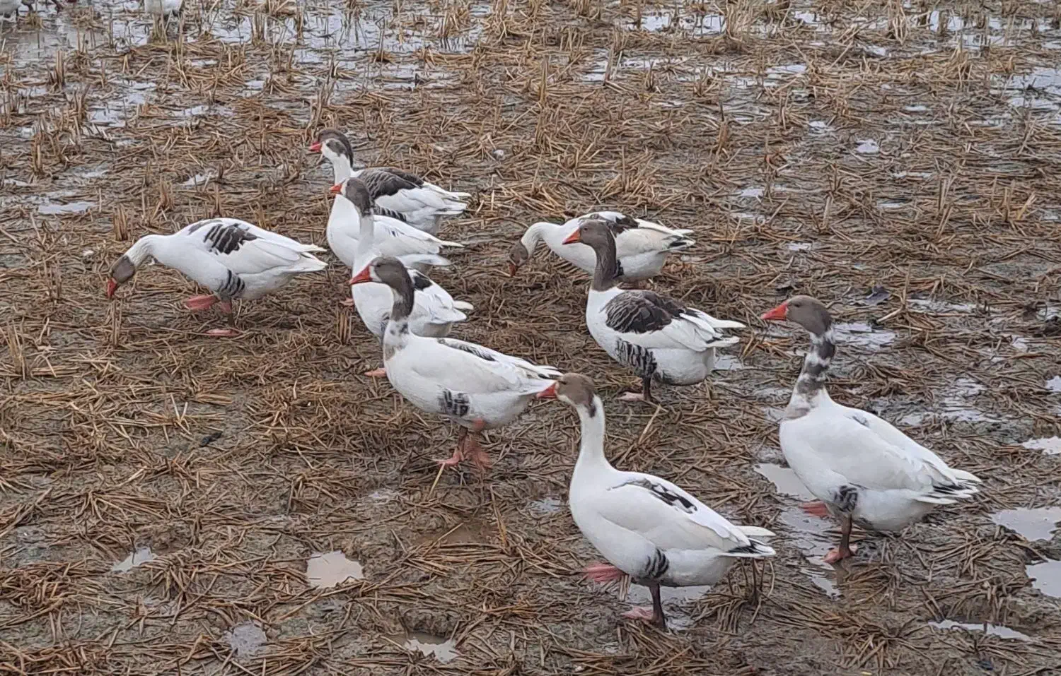 غاز محلی|حیوانات مزرعه|سنگر, |دیوار