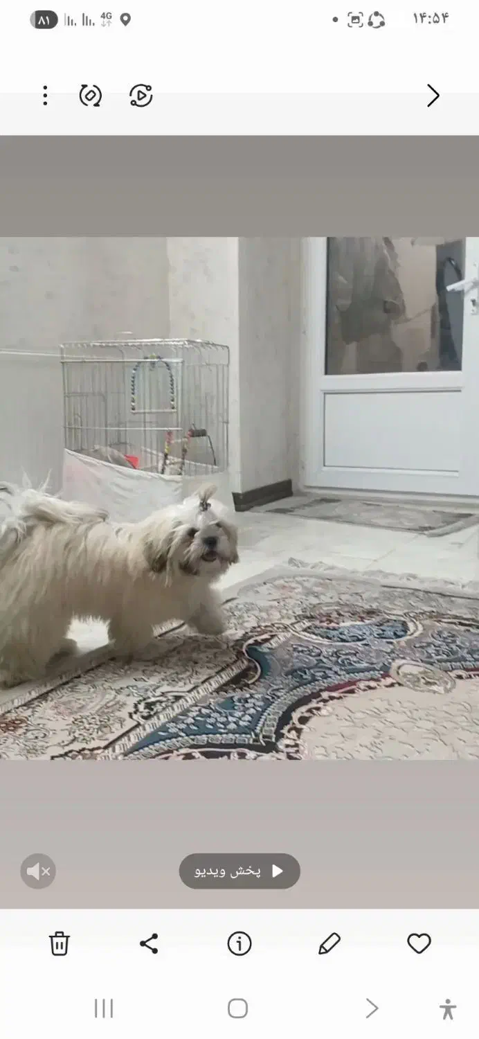 توله ۶ماه سوپر فلت شناسنامه دار بازی گوش|سگ|کهریزک, |دیوار