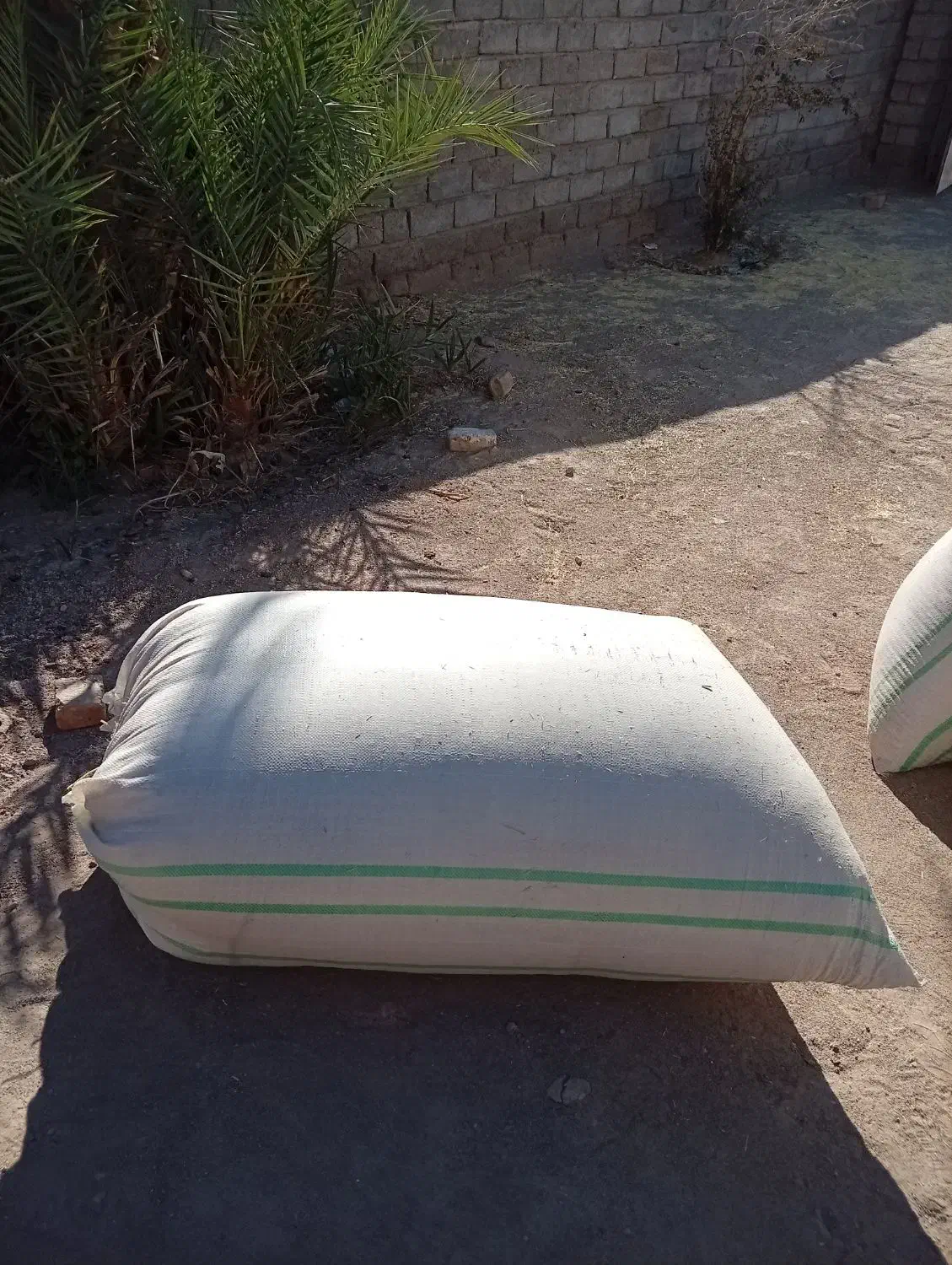 کاه سفید|خدمات باغبانی و درختکاری|ایرانشهر, |دیوار