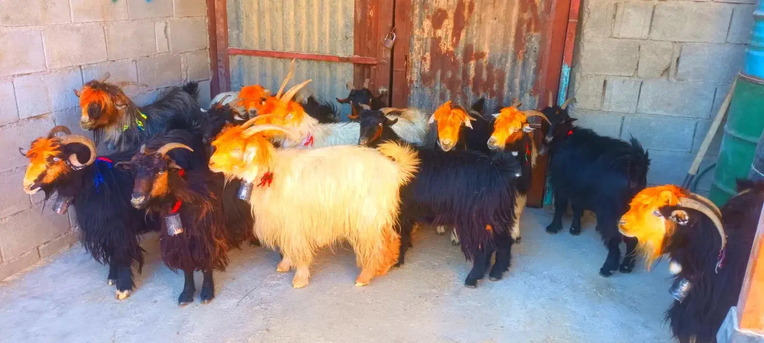 بز بختیاری آبستن تضمینی|حیوانات مزرعه|ایذه, |دیوار