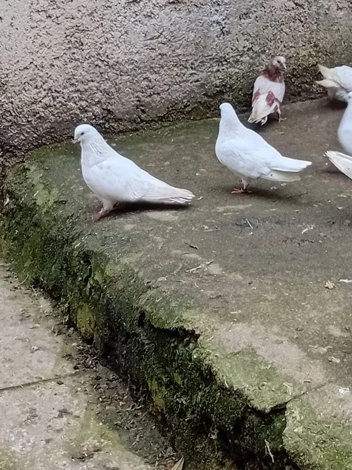 کبوتر|پرنده|رشت, بیجارپس|دیوار