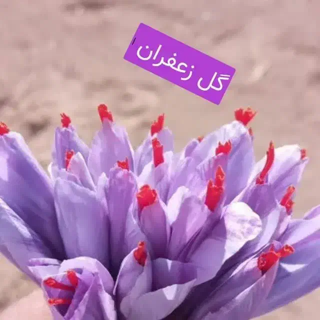 گل زعفران تربت حیدریه زاوه خریدمستقیم ازخودکشاورز|خوردنی و آشامیدنی|مشهد, رسالت|دیوار